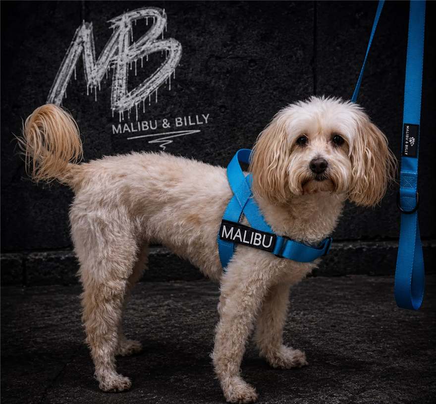 Personalised No-Pull Harness