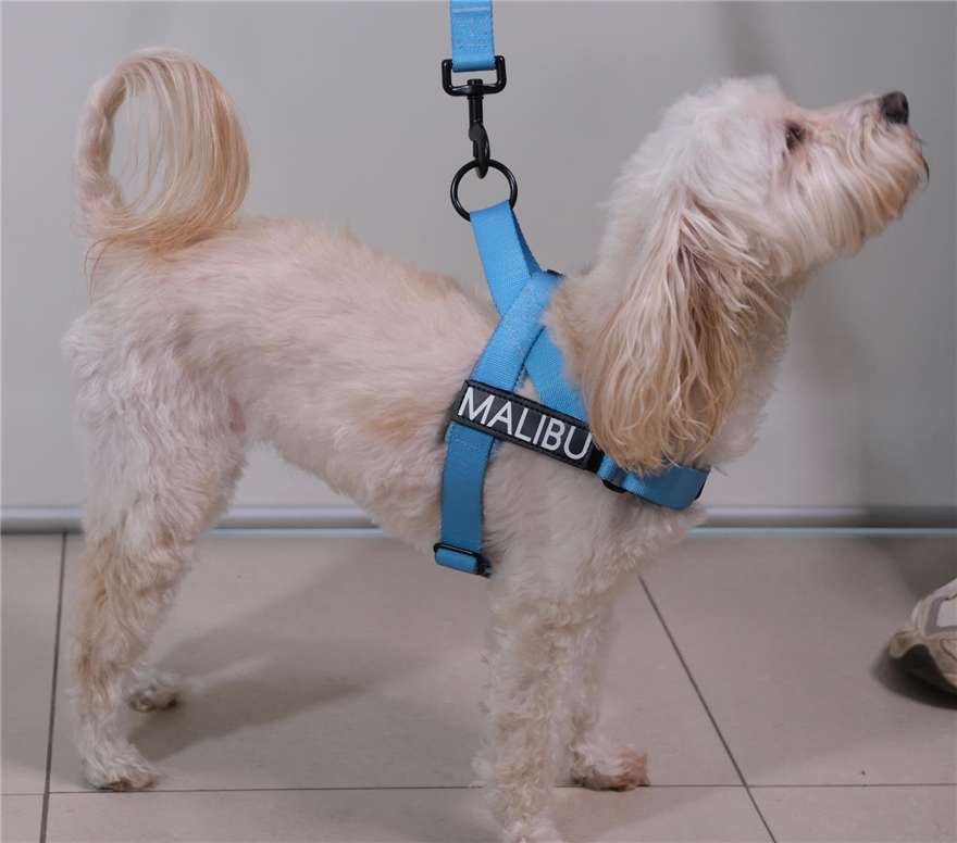 Blue Lagoon personalised harness 9