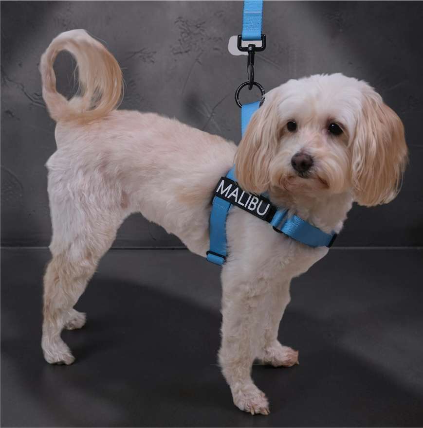 Blue Lagoon personalised harness 4