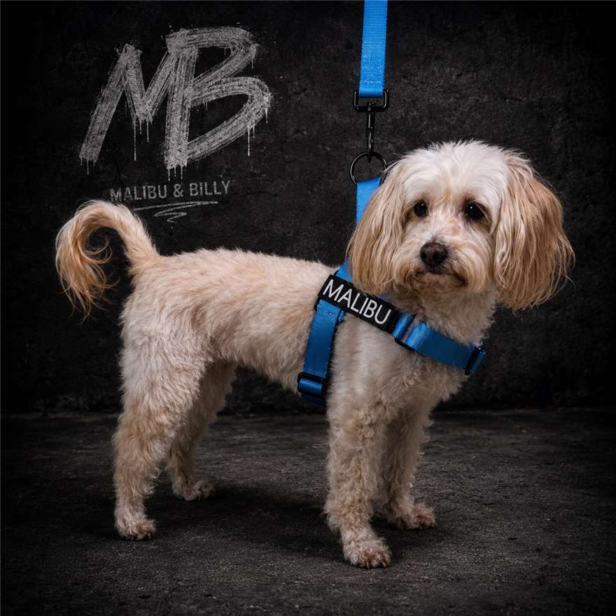 Blue Lagoon personalised harness 6