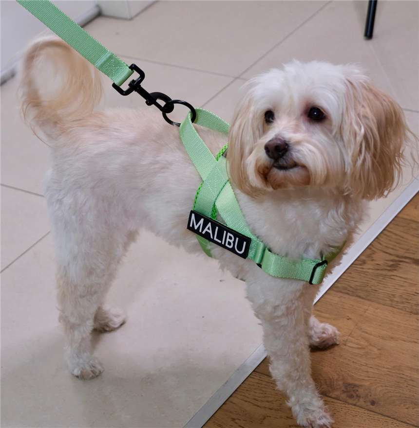 Midori Splice personalised harness 7