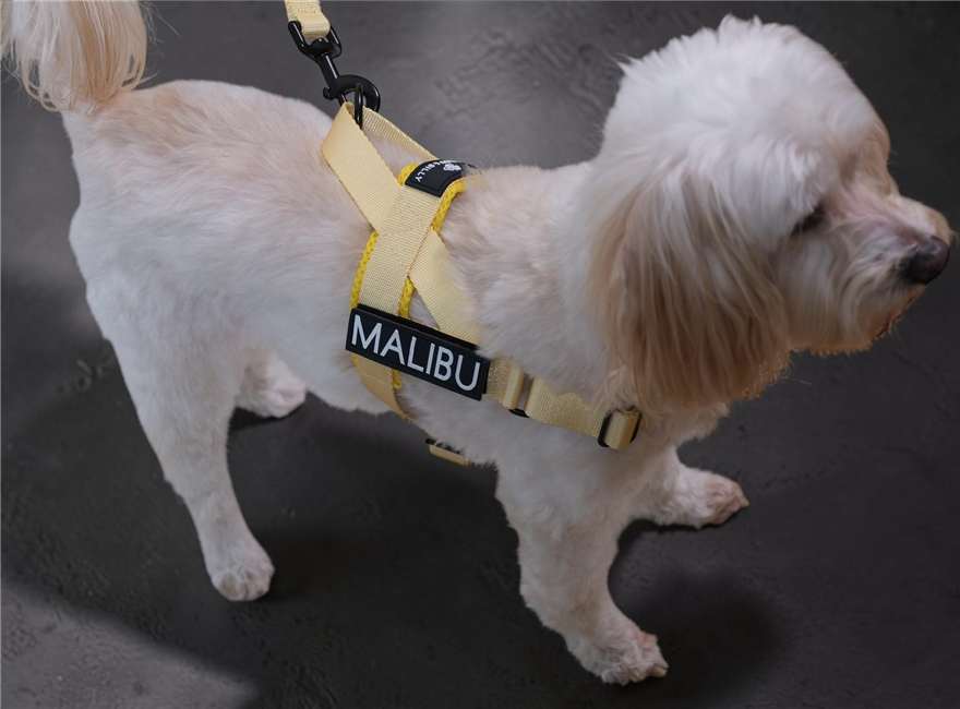 Lemon Drop personalised harness 5