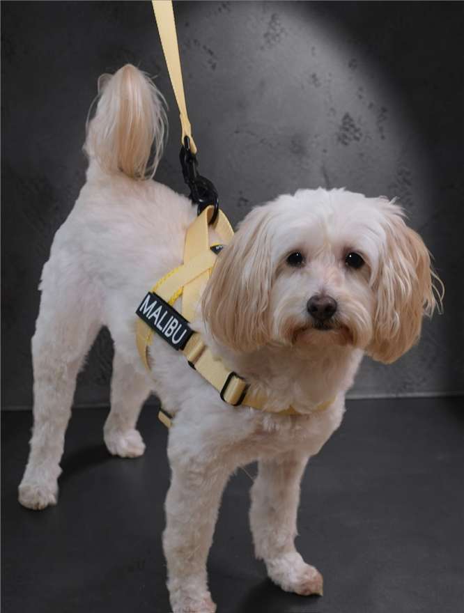 Lemon Drop personalised harness 1