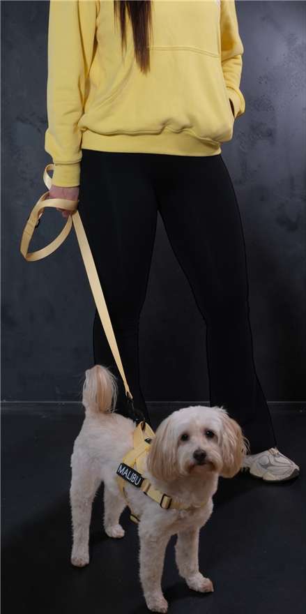 Lemon Drop premium dog lead 4