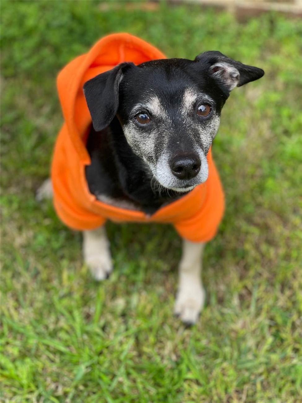 Billy, in his little orange hoodie