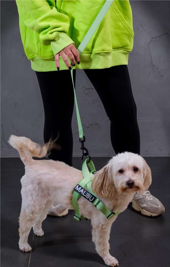 Malibu in the Midori Splice harness